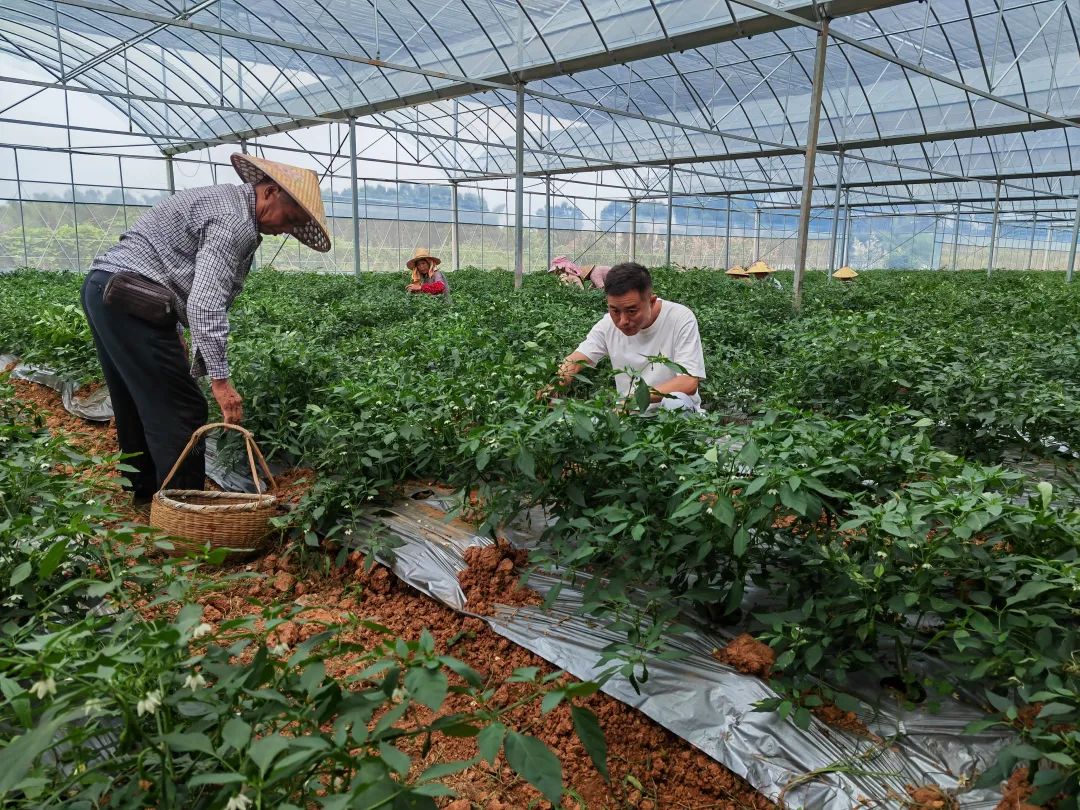 380元/斤，“辣椒中的爱马仕”也有烦恼休闲区蓝鸢梦想 - Www.slyday.coM