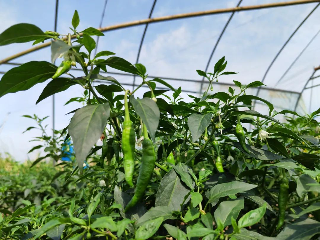 380元/斤，“辣椒中的爱马仕”也有烦恼休闲区蓝鸢梦想 - Www.slyday.coM