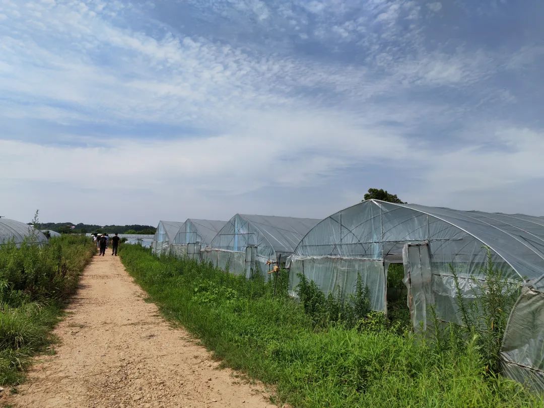 380元/斤，“辣椒中的爱马仕”也有烦恼休闲区蓝鸢梦想 - Www.slyday.coM