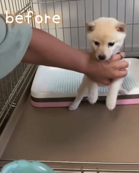 小柴犬每次干饭都特别狂热，可等它长大后...这也太乖了吧！休闲区蓝鸢梦想 - Www.slyday.coM