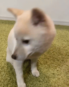 小柴犬每次干饭都特别狂热，可等它长大后...这也太乖了吧！休闲区蓝鸢梦想 - Www.slyday.coM