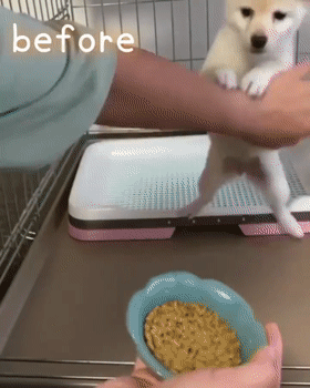 小柴犬每次干饭都特别狂热，可等它长大后...这也太乖了吧！休闲区蓝鸢梦想 - Www.slyday.coM