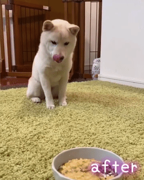 小柴犬每次干饭都特别狂热，可等它长大后...这也太乖了吧！休闲区蓝鸢梦想 - Www.slyday.coM