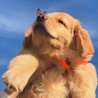 这是一句在熟悉不过的公益广告了：没有买卖就没有杀害……休闲区蓝鸢梦想 - Www.slyday.coM