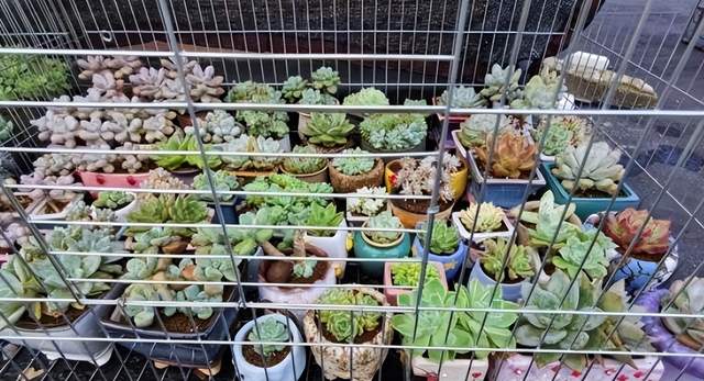 夏天这些多肉容易“养死”?不要被“假象”骗了,这样做轻松度夏休闲区蓝鸢梦想 - Www.slyday.coM 夏天这些多肉容易“养死”?不要被“假象”骗了,这样做轻松度夏休闲区蓝鸢梦想 - Www.slyday.coM