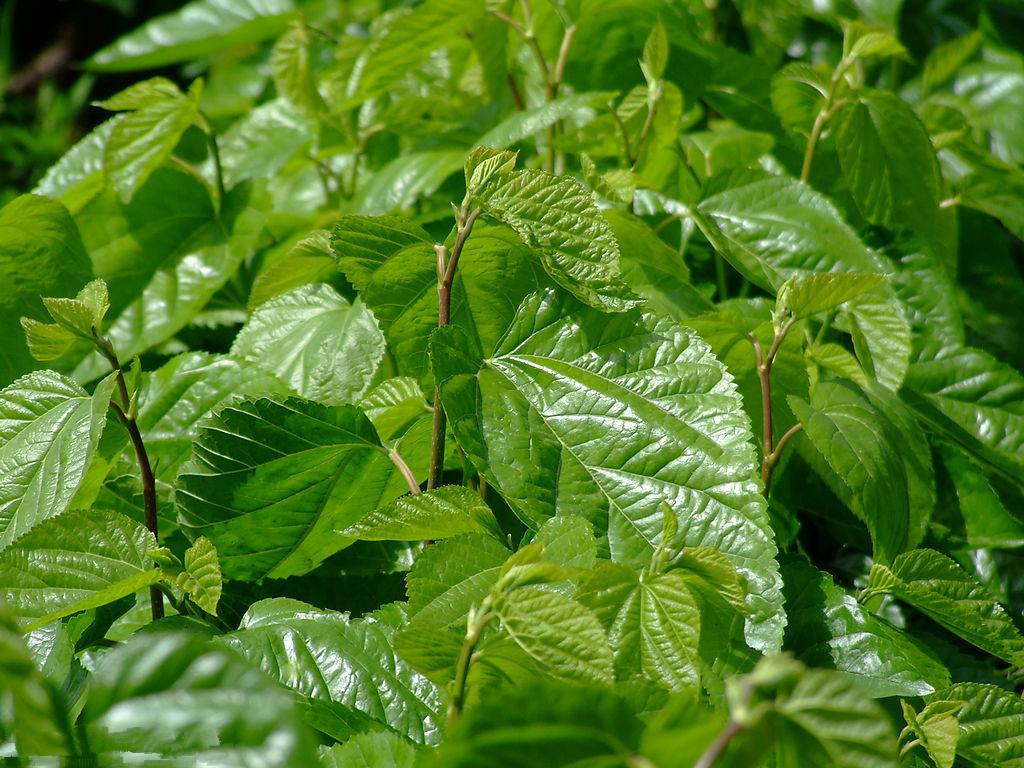 农村常见桑树全身都是宝，有7大用途，你家有吗？一起来了解一下休闲区蓝鸢梦想 - Www.slyday.coM