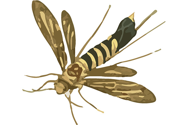 消灭蚊子有哪些好办法，常见的驱蚊小技巧休闲区蓝鸢梦想 - Www.slyday.coM