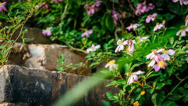 这个古镇很多人都不知道，就在赣州和福建的角落，真的太小众了休闲区蓝鸢梦想 - Www.slyday.coM