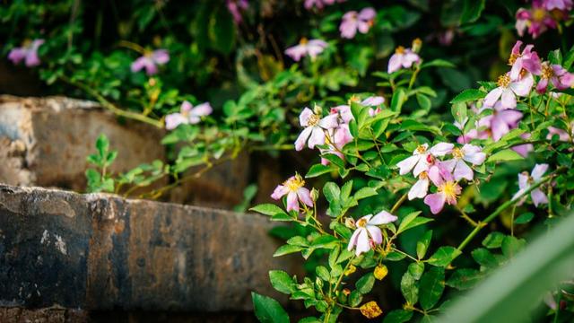 这个古镇很多人都不知道，就在赣州和福建的角落，真的太小众了休闲区蓝鸢梦想 - Www.slyday.coM