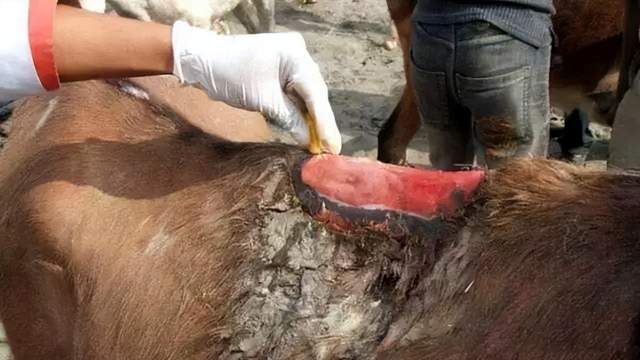 惨！你见过这样瘦骨嶙峋的大象吗？动物可以被人类虐待得多惨？休闲区蓝鸢梦想 - Www.slyday.coM