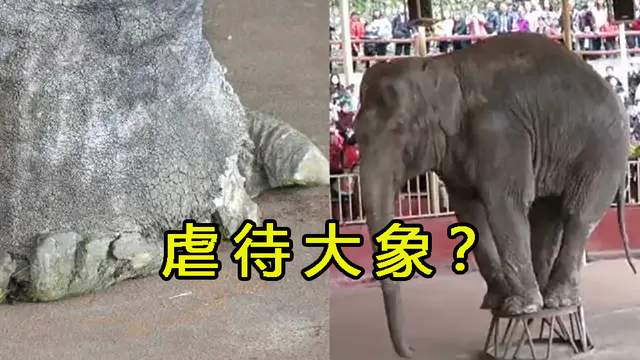 惨！你见过这样瘦骨嶙峋的大象吗？动物可以被人类虐待得多惨？休闲区蓝鸢梦想 - Www.slyday.coM