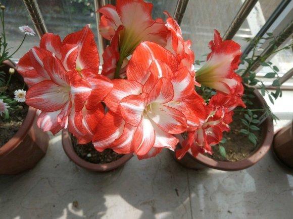 都是朱顶红,价格差这么多?便宜的三五块,价格高的上百块休闲区蓝鸢梦想 - Www.slyday.coM 都是朱顶红,价格差这么多?便宜的三五块,价格高的上百块休闲区蓝鸢梦想 - Www.slyday.coM