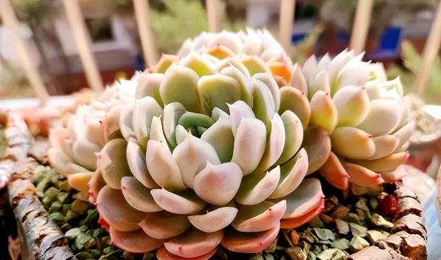 夏天这些多肉容易“养死”?不要被“假象”骗了,这样做轻松度夏休闲区蓝鸢梦想 - Www.slyday.coM 夏天这些多肉容易“养死”?不要被“假象”骗了,这样做轻松度夏休闲区蓝鸢梦想 - Www.slyday.coM