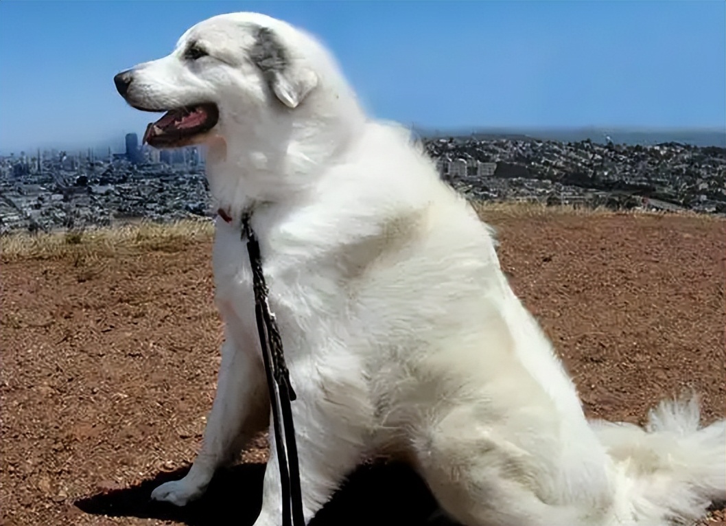 为什么养“大白熊犬”的人越来越多，网友：养了就不想换狗了休闲区蓝鸢梦想 - Www.slyday.coM