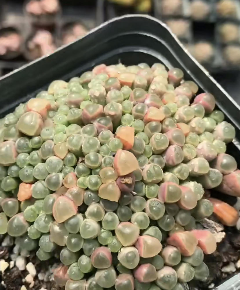 高价买的2棵多肉,全都是锦化,1棵300块,繁殖幼苗再卖掉休闲区蓝鸢梦想 - Www.slyday.coM 高价买的2棵多肉,全都是锦化,1棵300块,繁殖幼苗再卖掉休闲区蓝鸢梦想 - Www.slyday.coM