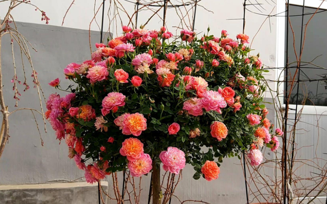 它是“花中皇后”的“代表”，一树多色花，家养超有“氛围感”休闲区蓝鸢梦想 - Www.slyday.coM