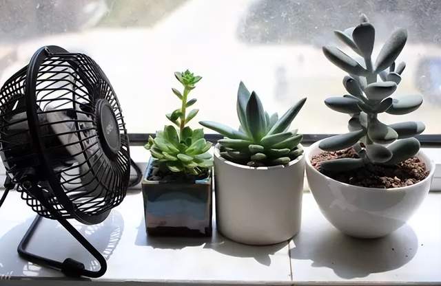 夏天这些多肉容易“养死”?不要被“假象”骗了,这样做轻松度夏休闲区蓝鸢梦想 - Www.slyday.coM 夏天这些多肉容易“养死”?不要被“假象”骗了,这样做轻松度夏休闲区蓝鸢梦想 - Www.slyday.coM