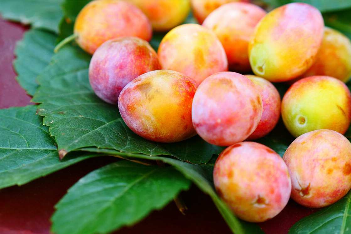 西梅汁真的可以通便吗?长期喝西梅汁对身体有危害吗?请看本文休闲区蓝鸢梦想 - Www.slyday.coM 西梅汁真的可以通便吗?长期喝西梅汁对身体有危害吗?请看本文休闲区蓝鸢梦想 - Www.slyday.coM