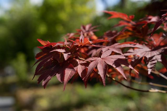 丽江铂尔曼的酒店太舒服了,泡浴缸、晒太阳,度假就应该这样休闲区蓝鸢梦想 - Www.slyday.coM 丽江铂尔曼的酒店太舒服了,泡浴缸、晒太阳,度假就应该这样休闲区蓝鸢梦想 - Www.slyday.coM