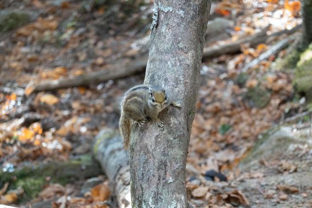 超多人选择徒步去雨崩,因为这里囊括了世界最美的景色休闲区蓝鸢梦想 - Www.slyday.coM 超多人选择徒步去雨崩,因为这里囊括了世界最美的景色休闲区蓝鸢梦想 - Www.slyday.coM