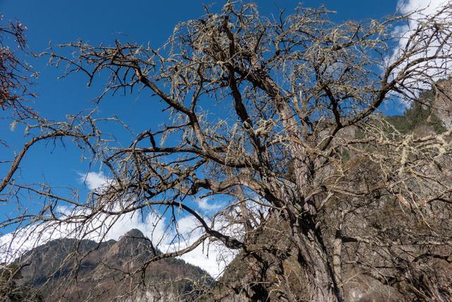 超多人选择徒步去雨崩,因为这里囊括了世界最美的景色休闲区蓝鸢梦想 - Www.slyday.coM 超多人选择徒步去雨崩,因为这里囊括了世界最美的景色休闲区蓝鸢梦想 - Www.slyday.coM