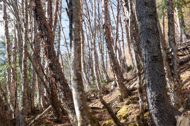 超多人选择徒步去雨崩,因为这里囊括了世界最美的景色休闲区蓝鸢梦想 - Www.slyday.coM 超多人选择徒步去雨崩,因为这里囊括了世界最美的景色休闲区蓝鸢梦想 - Www.slyday.coM