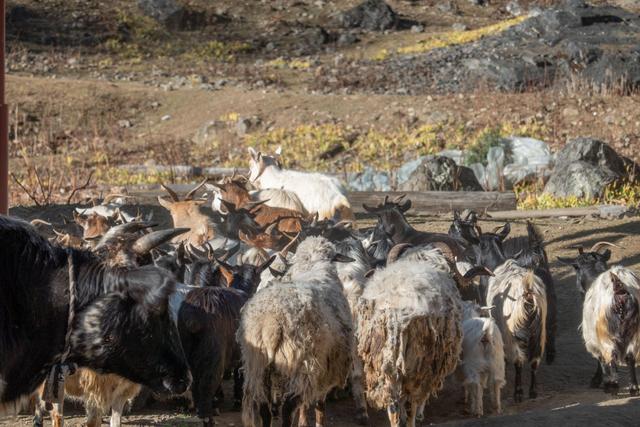 超多人选择徒步去雨崩,因为这里囊括了世界最美的景色休闲区蓝鸢梦想 - Www.slyday.coM 超多人选择徒步去雨崩,因为这里囊括了世界最美的景色休闲区蓝鸢梦想 - Www.slyday.coM