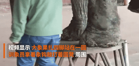 惨！你见过这样瘦骨嶙峋的大象吗？动物可以被人类虐待得多惨？休闲区蓝鸢梦想 - Www.slyday.coM