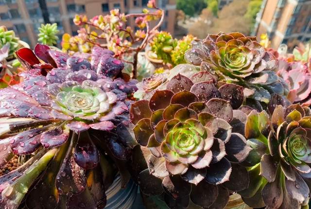 夏天这些多肉容易“养死”?不要被“假象”骗了,这样做轻松度夏休闲区蓝鸢梦想 - Www.slyday.coM 夏天这些多肉容易“养死”?不要被“假象”骗了,这样做轻松度夏休闲区蓝鸢梦想 - Www.slyday.coM