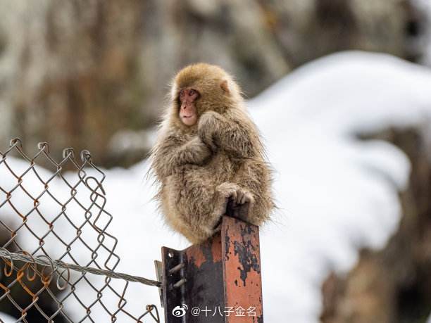这是一句在熟悉不过的公益广告了：没有买卖就没有杀害……休闲区蓝鸢梦想 - Www.slyday.coM