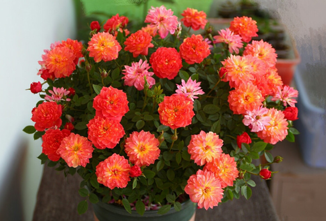 它是“花中皇后”的“代表”，一树多色花，家养超有“氛围感”休闲区蓝鸢梦想 - Www.slyday.coM