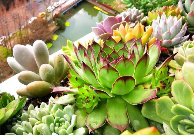 夏天这些多肉容易“养死”?不要被“假象”骗了,这样做轻松度夏休闲区蓝鸢梦想 - Www.slyday.coM 夏天这些多肉容易“养死”?不要被“假象”骗了,这样做轻松度夏休闲区蓝鸢梦想 - Www.slyday.coM