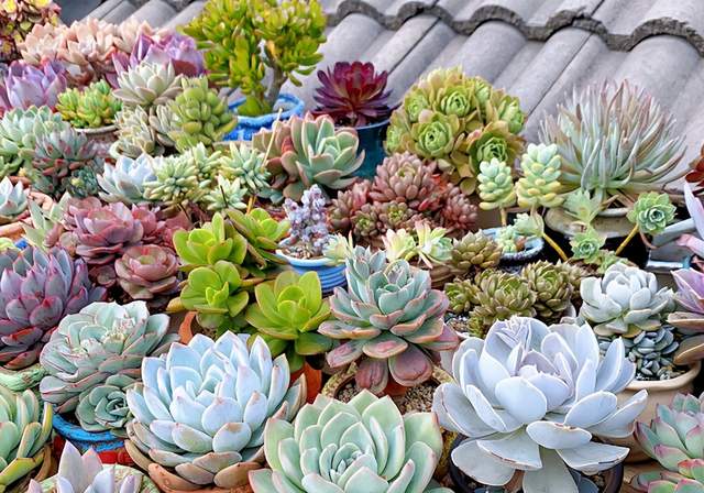 夏天这些多肉容易“养死”?不要被“假象”骗了,这样做轻松度夏休闲区蓝鸢梦想 - Www.slyday.coM 夏天这些多肉容易“养死”?不要被“假象”骗了,这样做轻松度夏休闲区蓝鸢梦想 - Www.slyday.coM