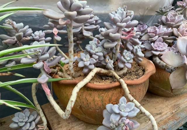 夏天这些多肉容易“养死”?不要被“假象”骗了,这样做轻松度夏休闲区蓝鸢梦想 - Www.slyday.coM 夏天这些多肉容易“养死”?不要被“假象”骗了,这样做轻松度夏休闲区蓝鸢梦想 - Www.slyday.coM