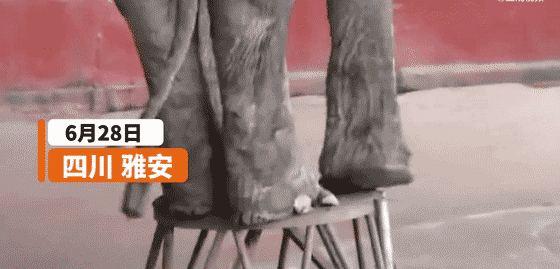 惨！你见过这样瘦骨嶙峋的大象吗？动物可以被人类虐待得多惨？休闲区蓝鸢梦想 - Www.slyday.coM