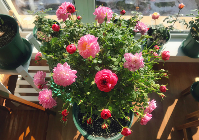 它是“花中皇后”的“代表”，一树多色花，家养超有“氛围感”休闲区蓝鸢梦想 - Www.slyday.coM