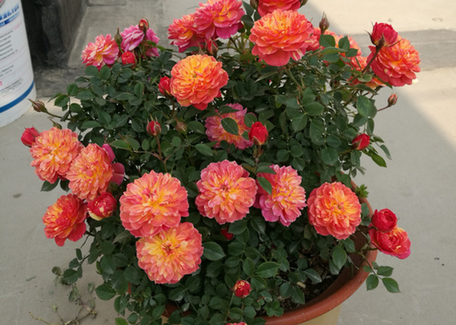 它是“花中皇后”的“代表”，一树多色花，家养超有“氛围感”休闲区蓝鸢梦想 - Www.slyday.coM