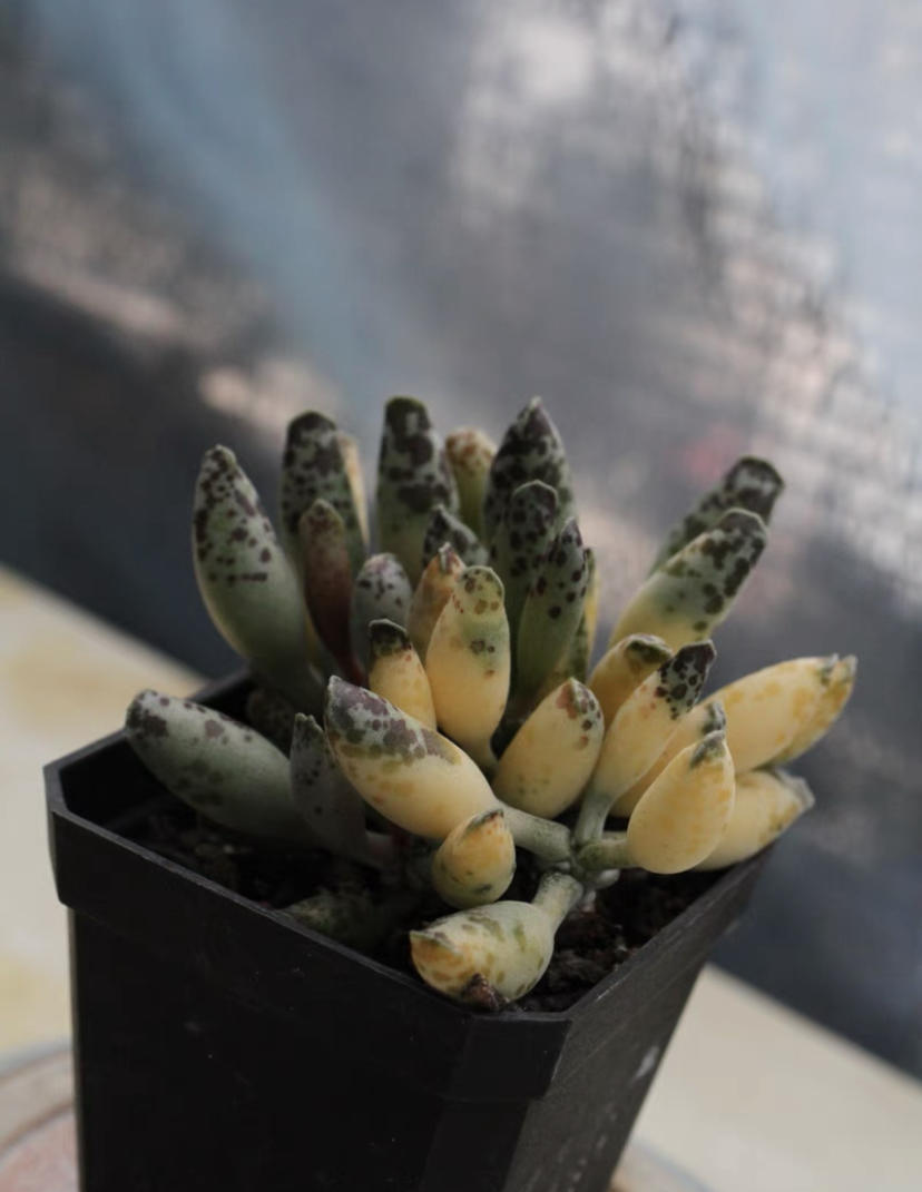 高价买的2棵多肉,全都是锦化,1棵300块,繁殖幼苗再卖掉休闲区蓝鸢梦想 - Www.slyday.coM 高价买的2棵多肉,全都是锦化,1棵300块,繁殖幼苗再卖掉休闲区蓝鸢梦想 - Www.slyday.coM