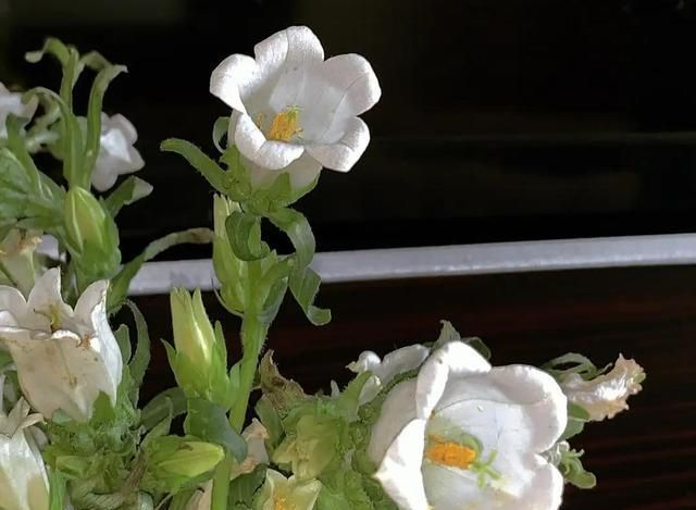 为什么德国人就没有婆媳矛盾?3个不同点,我们可能很难做到休闲区蓝鸢梦想 - Www.slyday.coM 为什么德国人就没有婆媳矛盾?3个不同点,我们可能很难做到休闲区蓝鸢梦想 - Www.slyday.coM