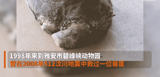 惨！你见过这样瘦骨嶙峋的大象吗？动物可以被人类虐待得多惨？休闲区蓝鸢梦想 - Www.slyday.coM