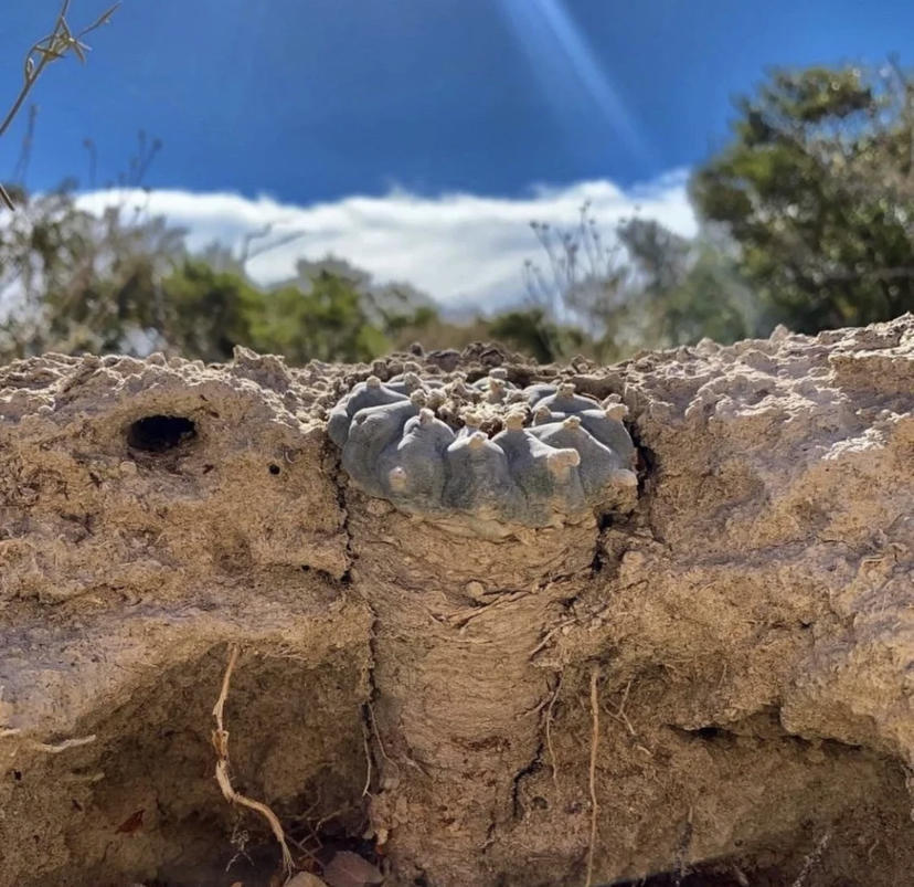 原生多肉的魅力,国内要1万块,甚至还买不到,国外遍地都是休闲区蓝鸢梦想 - Www.slyday.coM 原生多肉的魅力,国内要1万块,甚至还买不到,国外遍地都是休闲区蓝鸢梦想 - Www.slyday.coM