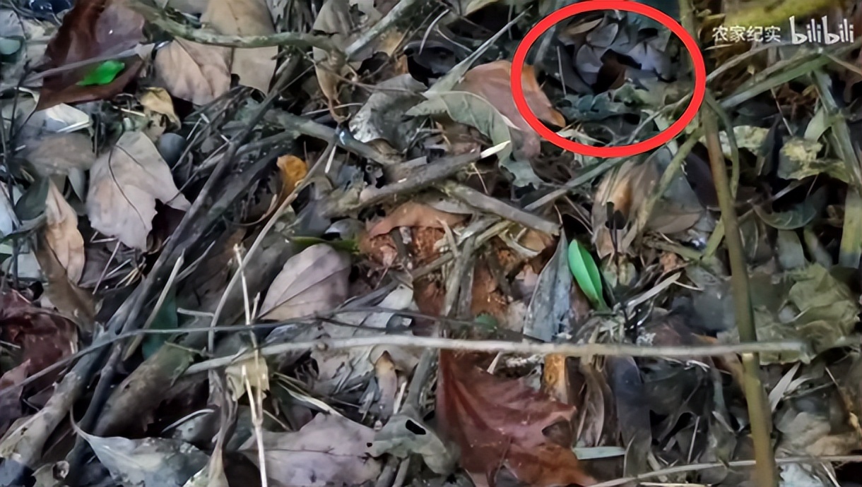 影视剧害人！女人被毒蛇咬伤后，模仿电视剧用嘴吸蛇毒却加剧症状休闲区蓝鸢梦想 - Www.slyday.coM