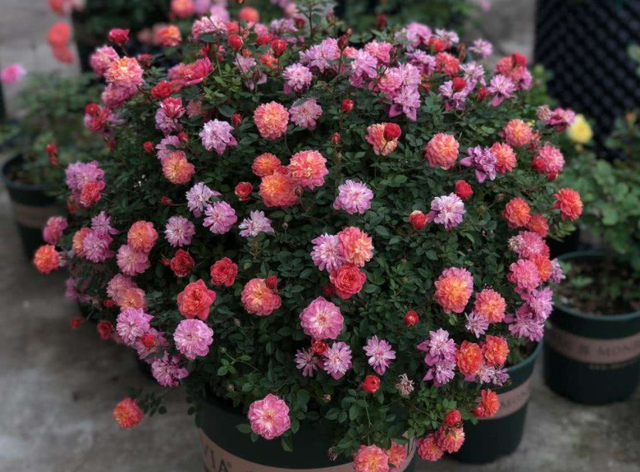 它是“花中皇后”的“代表”，一树多色花，家养超有“氛围感”休闲区蓝鸢梦想 - Www.slyday.coM