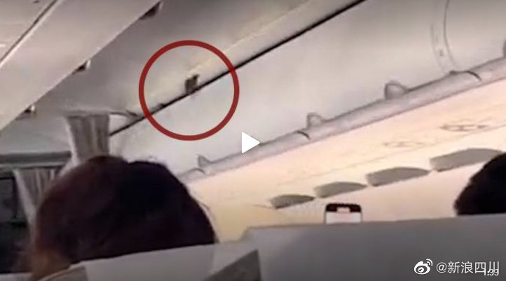网传一客机机舱内出现小鸟 目前东航暂无回应休闲区蓝鸢梦想 - Www.slyday.coM
