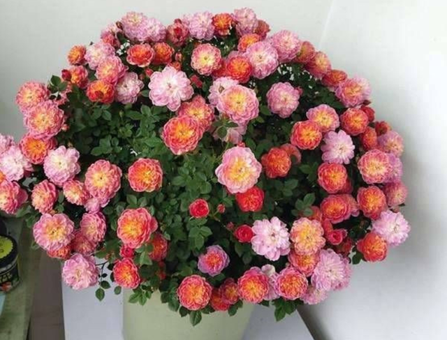 它是“花中皇后”的“代表”，一树多色花，家养超有“氛围感”休闲区蓝鸢梦想 - Www.slyday.coM