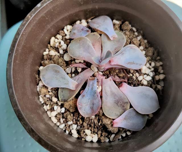 夏天这些多肉容易“养死”?不要被“假象”骗了,这样做轻松度夏休闲区蓝鸢梦想 - Www.slyday.coM 夏天这些多肉容易“养死”?不要被“假象”骗了,这样做轻松度夏休闲区蓝鸢梦想 - Www.slyday.coM