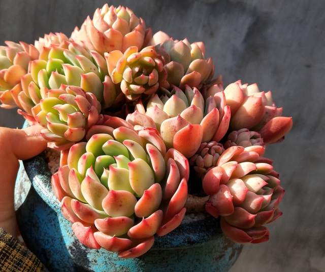 夏天这些多肉容易“养死”?不要被“假象”骗了,这样做轻松度夏休闲区蓝鸢梦想 - Www.slyday.coM 夏天这些多肉容易“养死”?不要被“假象”骗了,这样做轻松度夏休闲区蓝鸢梦想 - Www.slyday.coM