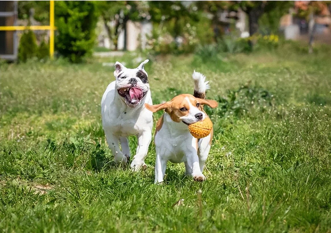 这几个地方，都是狗狗的最爱，你带它去过吗？休闲区蓝鸢梦想 - Www.slyday.coM