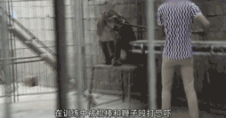 惨！你见过这样瘦骨嶙峋的大象吗？动物可以被人类虐待得多惨？休闲区蓝鸢梦想 - Www.slyday.coM