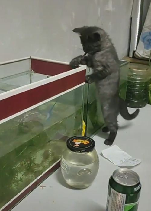 3个月猫咪咬着渔网捞鱼，主人都看愣了，网友：明年送清华吧休闲区蓝鸢梦想 - Www.slyday.coM